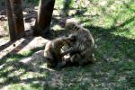 2013 07 06 beauval 110